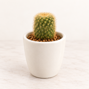 Cactus Mini Conexiones